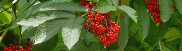 Бузина кистевидная, описание вида и популярные сорта