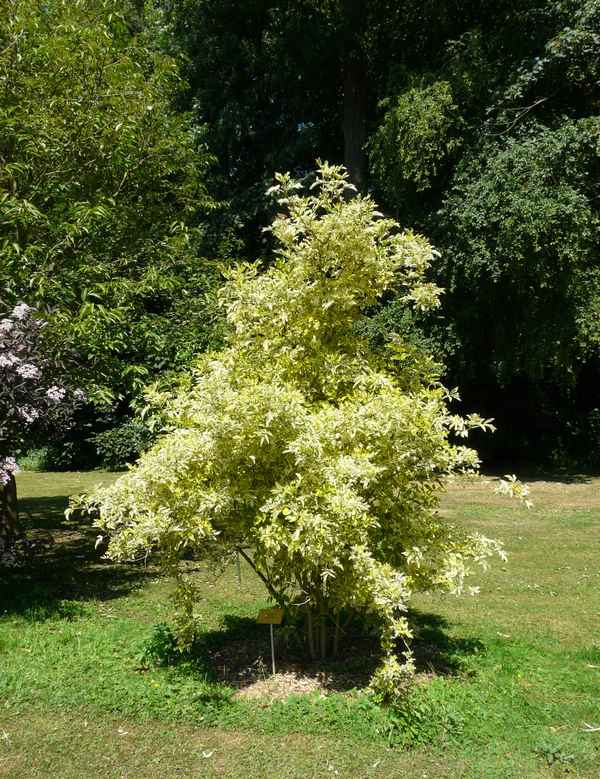 Описание бузины чёрной Мадонна, её посадка и уход