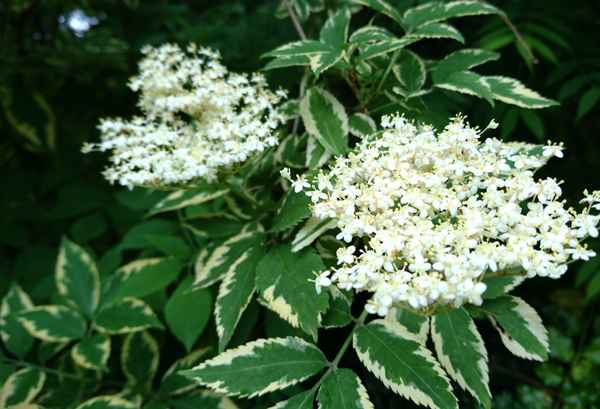Бузина канадская: описание вида и популярные сорта