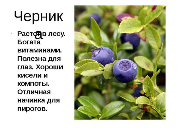 Где лучше всего растёт черника и когда её следует собирать