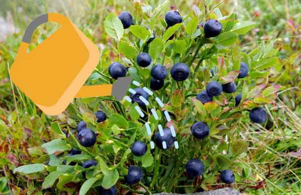 Посадка и уход за черникой Топ Хат