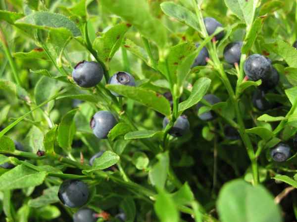 Лечебные свойства побегов черники