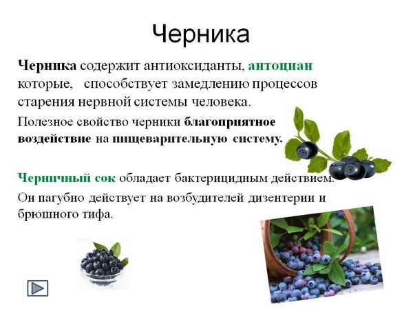 Лечебные свойства листьев черники: польза и вред