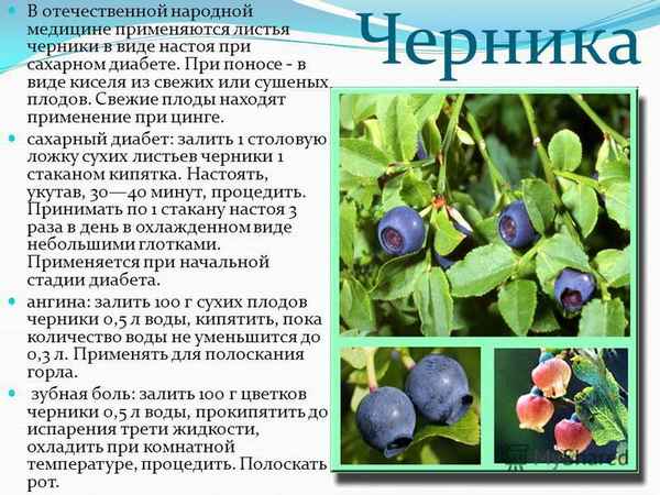 Черника при сахарном диабете, полезные и лечебные свойства растения