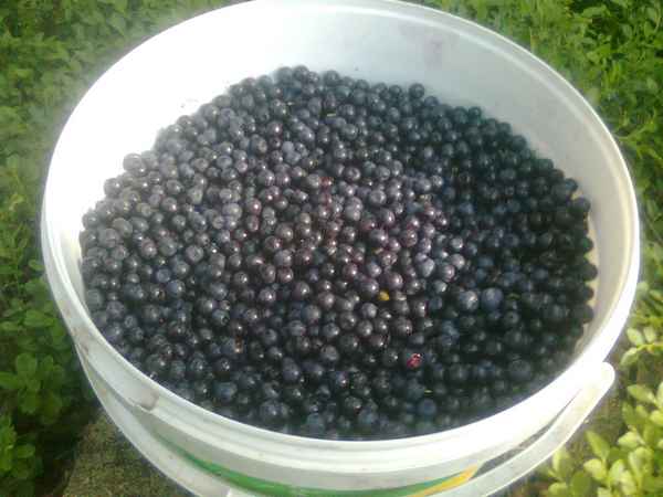 Когда начинается сезон сбора черники в России