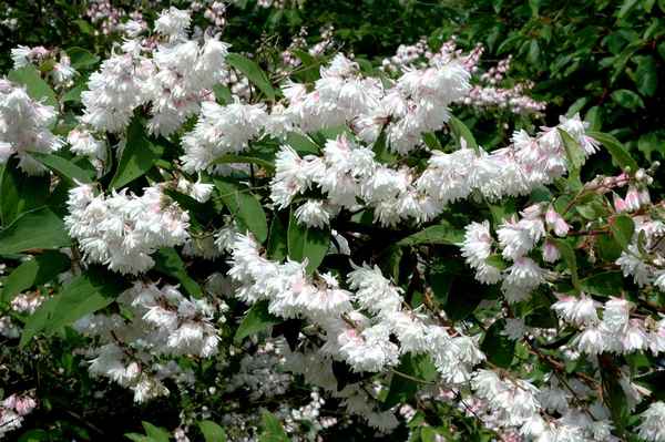 Виды дейции