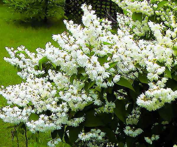 Описание и выращивание дейции шершавой