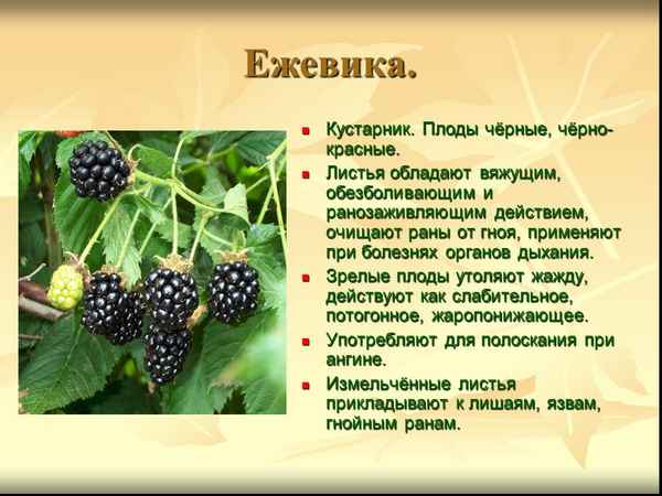Ежевика: описание и основные хаpaктеристики растения