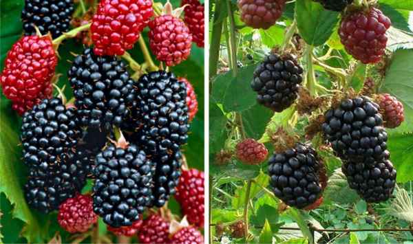 Бесшипная ежевика сорта Честер Торнлесс: основные хаpaктеристики, особенности