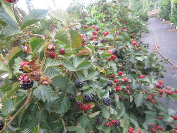 Особенности выращивания ежевики Джамбо