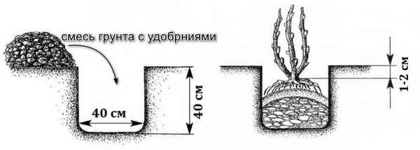 Какой грунт нужен ежевике для посадки