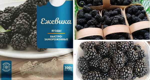 Особенности бизнеса на ежевике: преимущества и недостатки