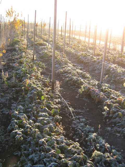 Как вырастить ежевику в Сибири: особенности агротехники