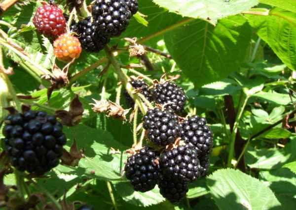 Когда начинает плодоносить ежевика