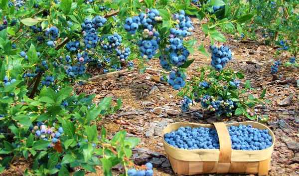 Выращивание гoлyбики