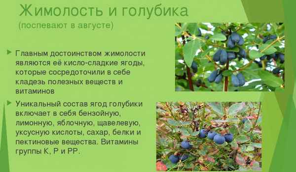 Гoлyбика и жимолость — основные отличия