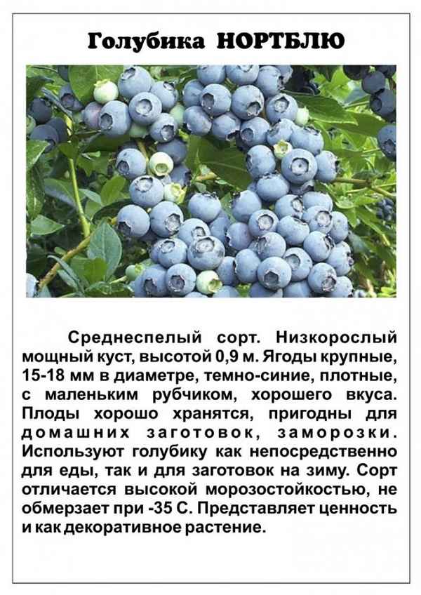 Гoлyбика садовая: описание, особенности выращивания и польза