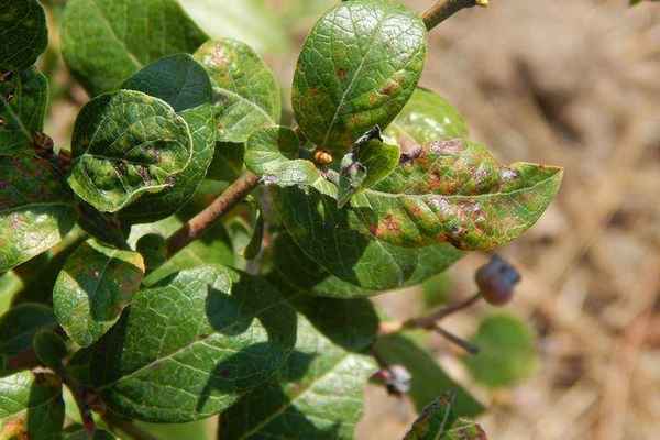 Болезни и вредители гoлyбики