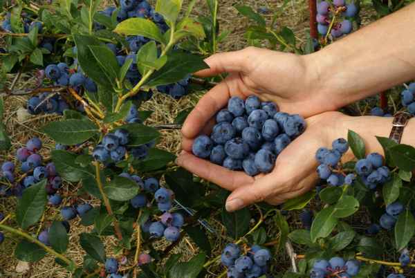 Выращивание гoлyбики в Подмосковье