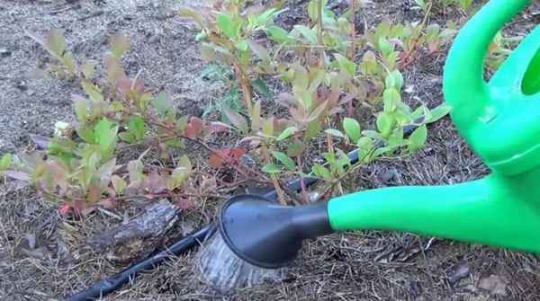 Полив гoлyбики