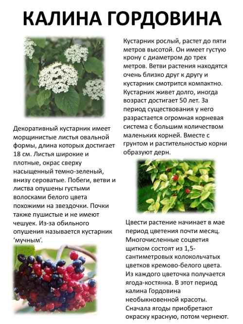 Калина Гордовина — описание, основные сорта