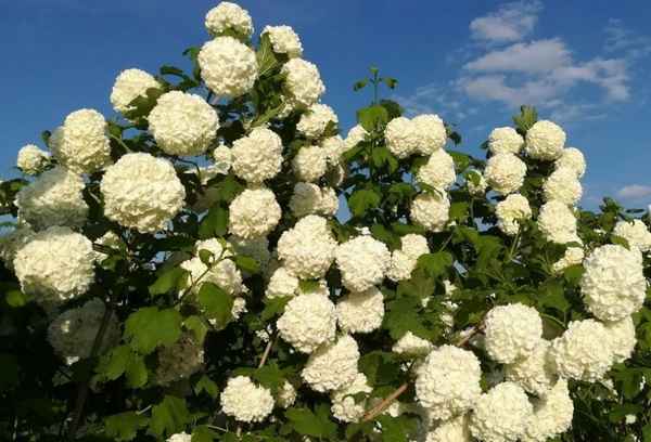 Калина Розеум (Roseum): описание сорта, агротехника выращивания