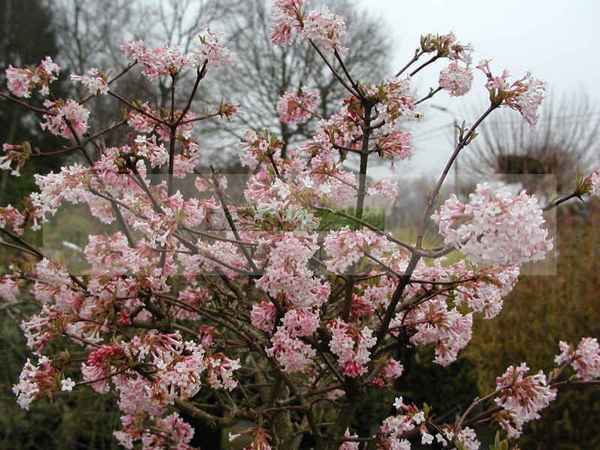 Калина боднантенская Шарль Ламон: агротехника выращивания