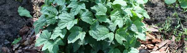 Калина Нанум: описание, агротехника выращивания