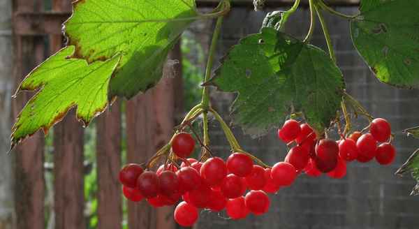 Калина Шукшинская: описание сорта, агротехника выращивания