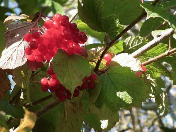 Размножение калины Обыкновенной