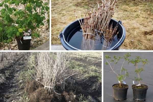 Особенности пересадки калины весной на новое место