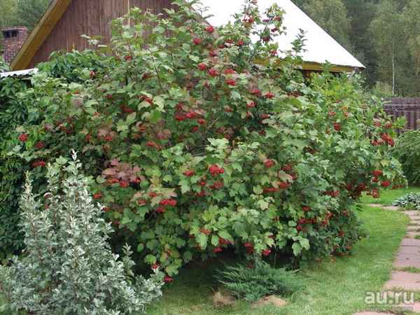 Сажать ли калину на своём участке?