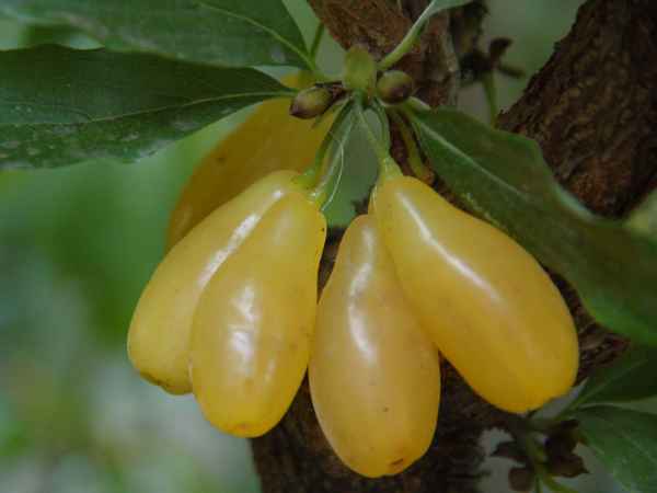 Сорта кизила