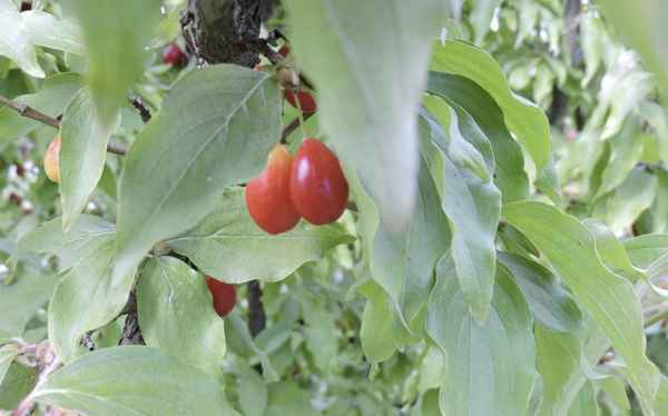 Кизил сорта Светлячок