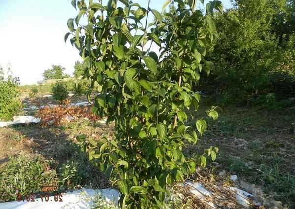 Кизил в Подмосковье: особенности посадки и ухода