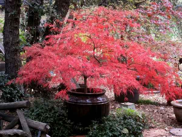 Применение, посадка и уход за красным японским клёном