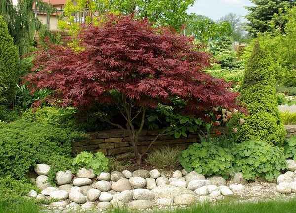 Посадка и уход, применение в ландшафтном дизайне красного клёна