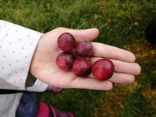 Сорта клюквы