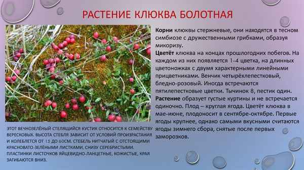 Клюква: описание растения, клюква садовая, лесная, значение в природе и лесу