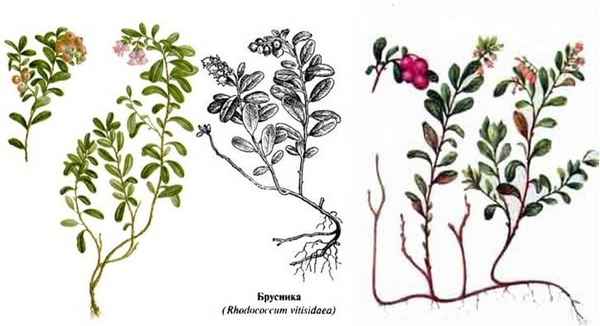 Размножение садовой и дикой клюквы на даче — способы