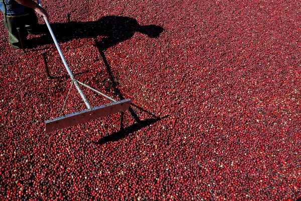 Может ли выращивание клюквы стать прибыльным бизнесом?