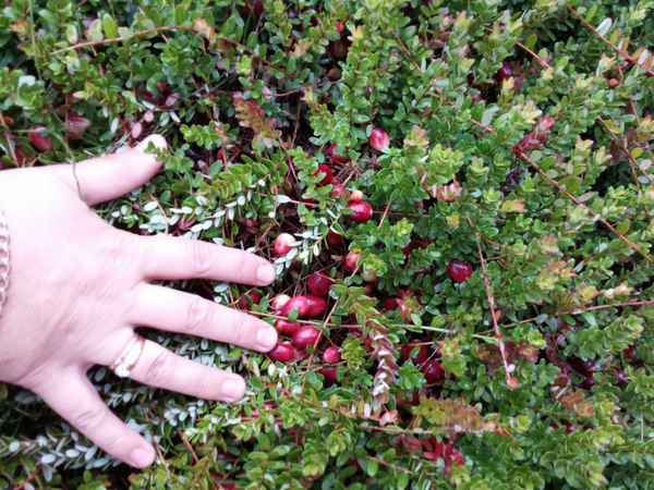 Сорт клюквы Стивенс: особенности выращивания и ухода