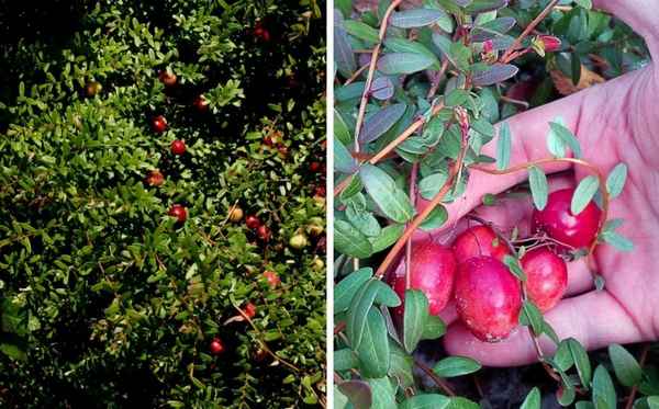 Клюква Пилигрим: хаpaктеристика, агротехника выращивания