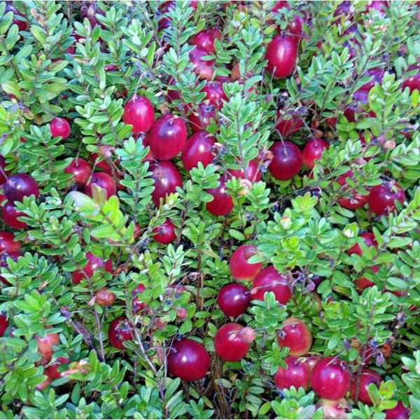 Сорт крупноплодной клюквы Бен Лир