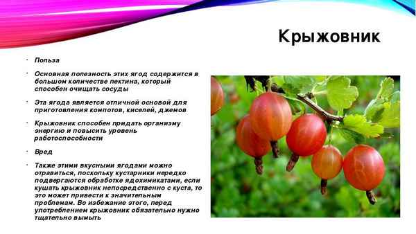 Крыжовник Раволт: основные хаpaктеристики и внешний вид