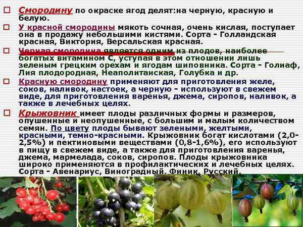 Что делать с крыжовником в ноябре, чтобы ягода росла с черешню?
