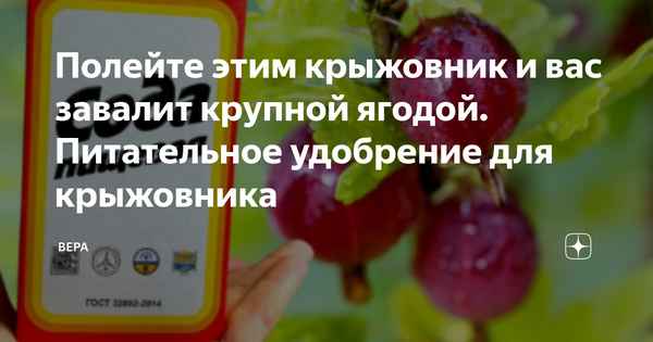 Важнейшая подкормка крыжовника в сентябре