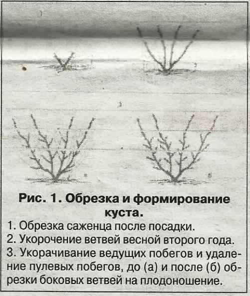 Как ухаживать за кустами смородины и крыжовника весной — основные шаги и правила