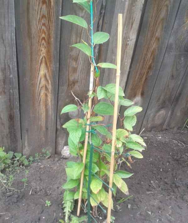 Лимонник выращивание и уход