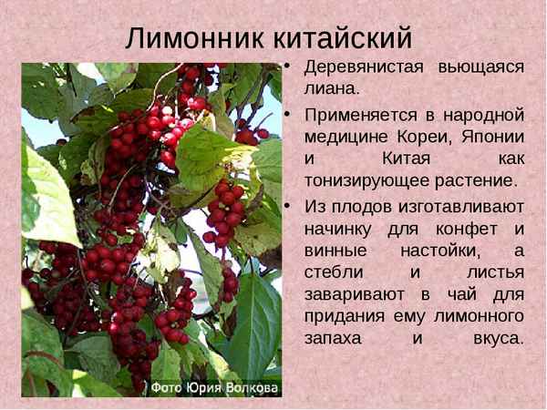 Что такое лимонник китайский: описание и особенности